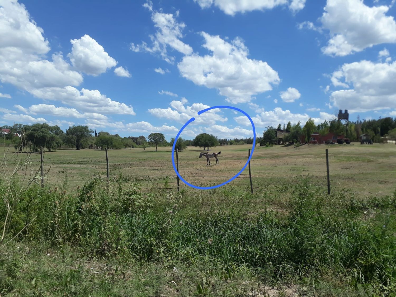 Caballito al sol