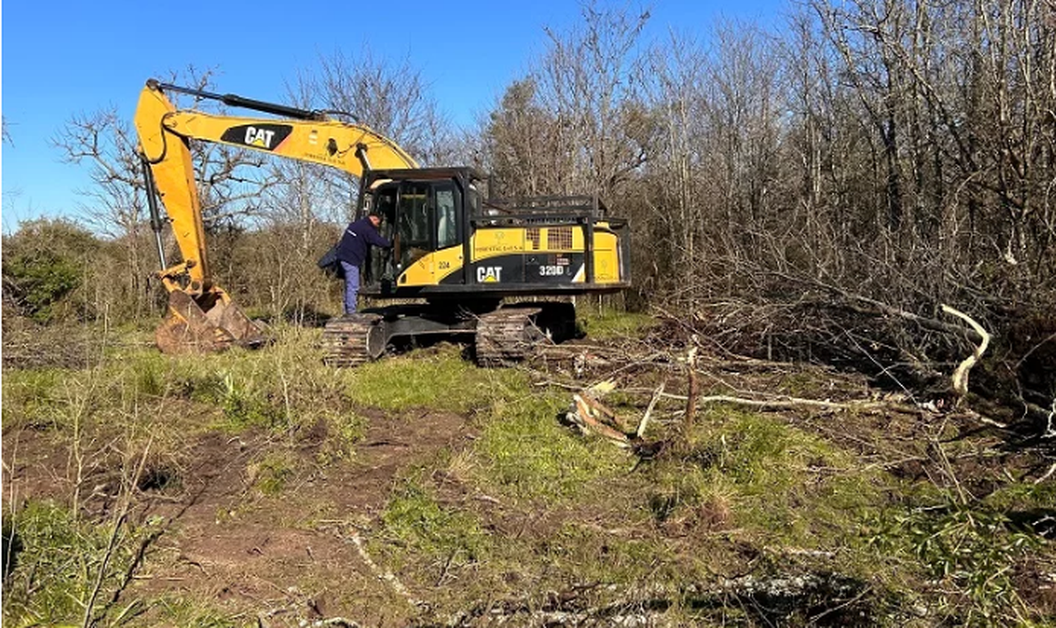 Comenzó el trabajo de erradicación de Acacias negras en el campo El Sauce de la Fraternidad