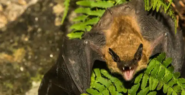 Si alguien ve a un murciélago de día, o en el piso, es una señal de que pueden estar enfermos y conviene no acercarse