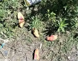Los panes contaminados estaban en un basural a cielo abierto.