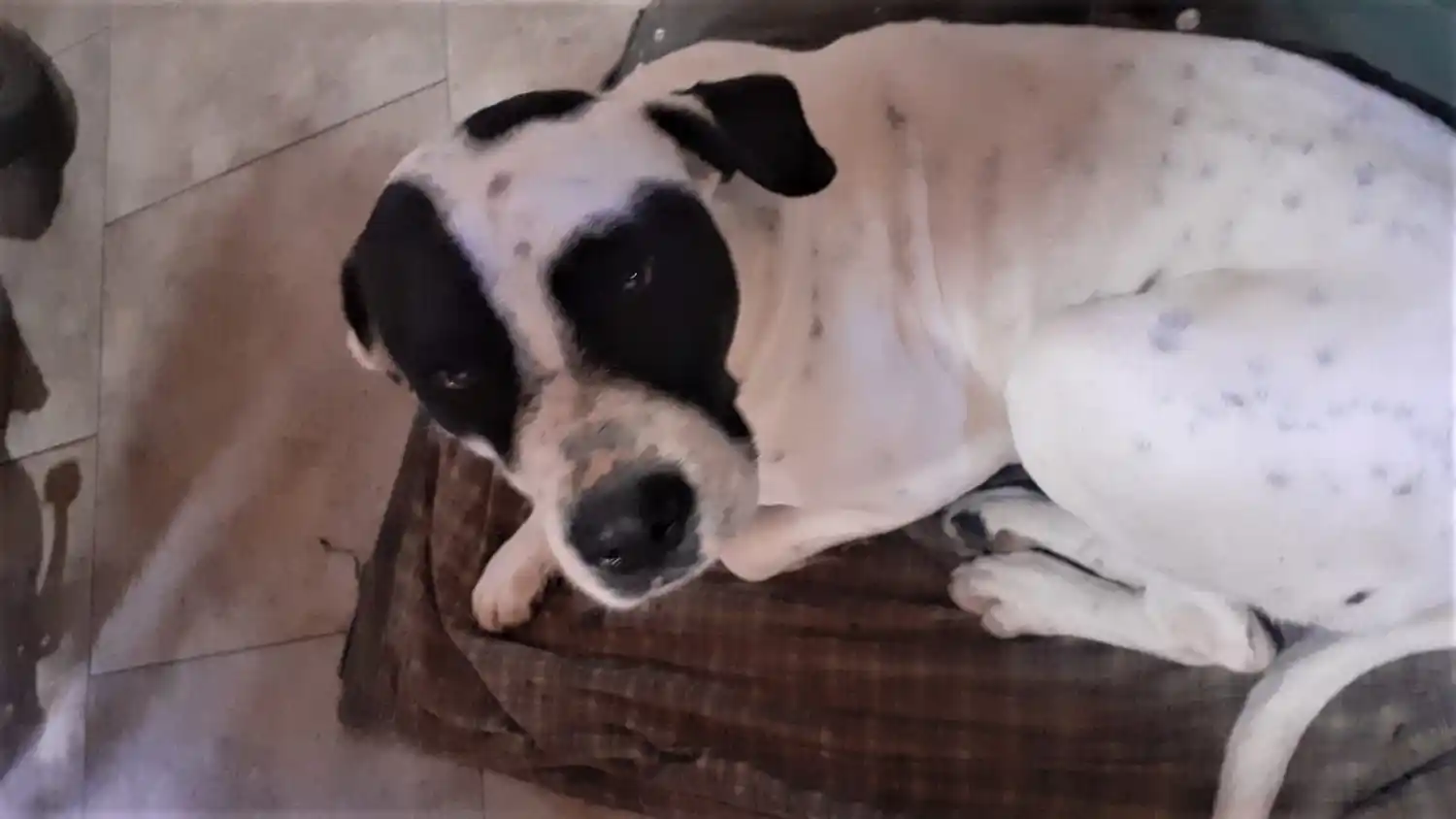 Policía mordido por un perro en allanamiento: “No se lo chumbamos”, dijo la familia Albacete