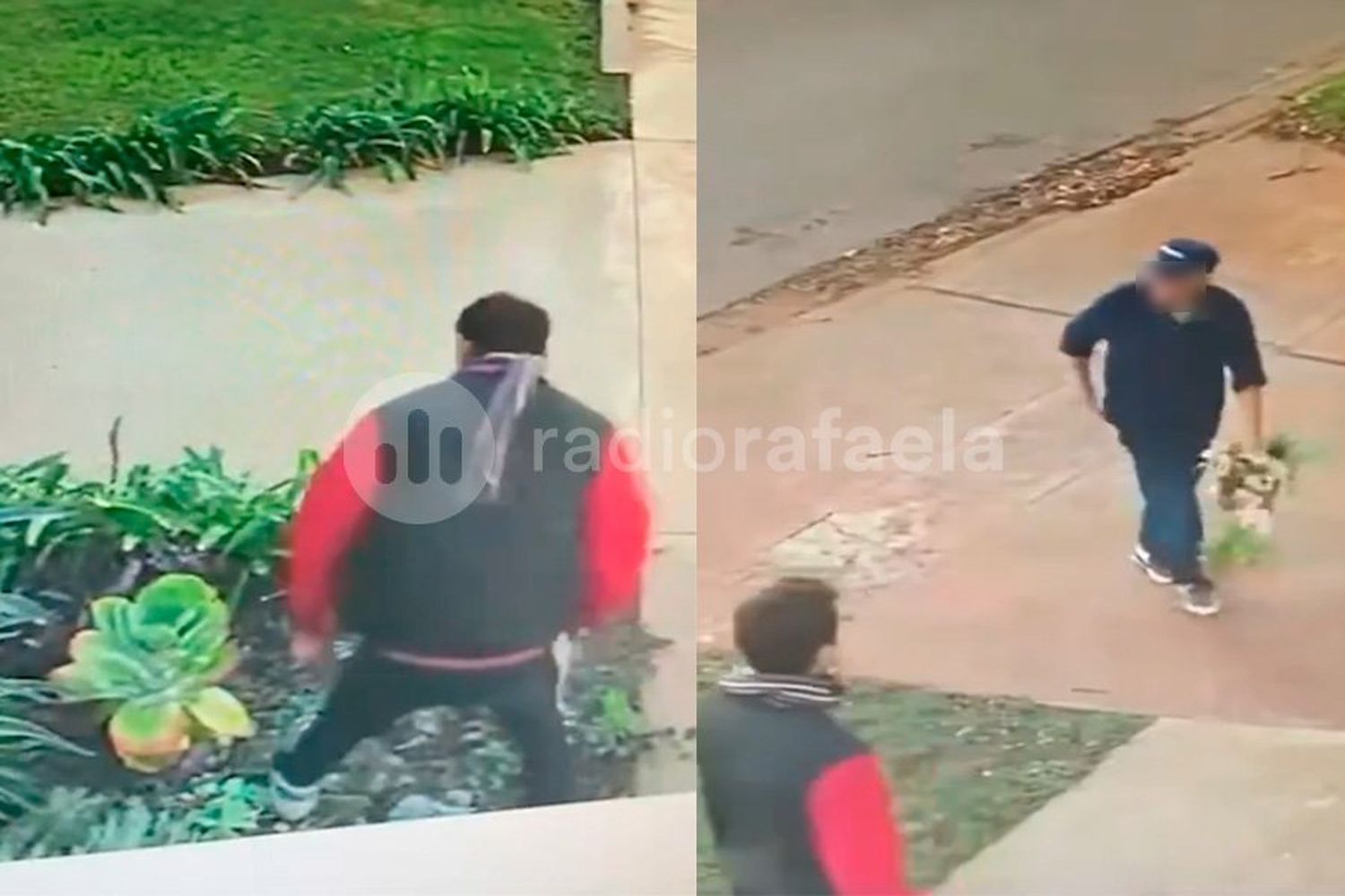 Quedaron grabados: insólito ataque de “los robaplantas” en barrio Los Nogales