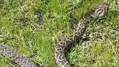 Una yarará de gran tamaño sorprendió a los vecinos de Tandil