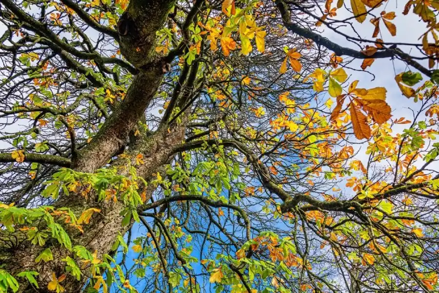 Arbolado urbano: Iniciativas de participación ciudadana