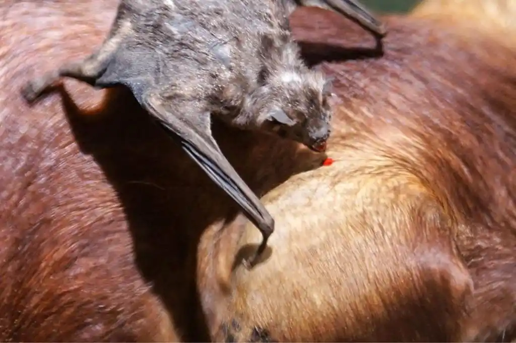 La rabia paresiante es una zoonosis, lo que significa que puede transmitirse de los animales a las personas.