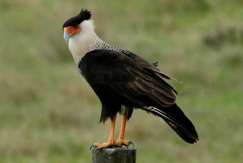 El Carancho (Caracara plancus) se distribuye ampliamente en Sudamérica,