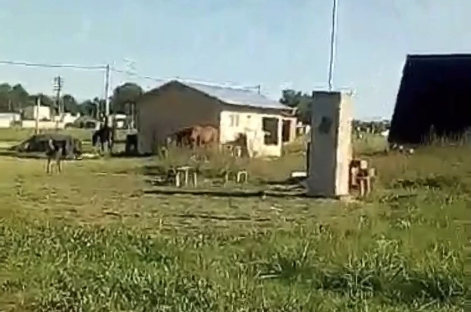 Vecinos alertan por la presencia de caballos sueltos en la vía pública en el barrio Canadá