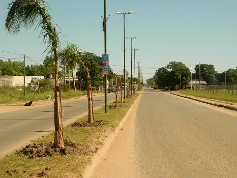 Se plantarán 200 palmeras en la ciudad