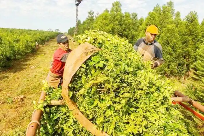 Nuevos controles y multas  para la yerba mate