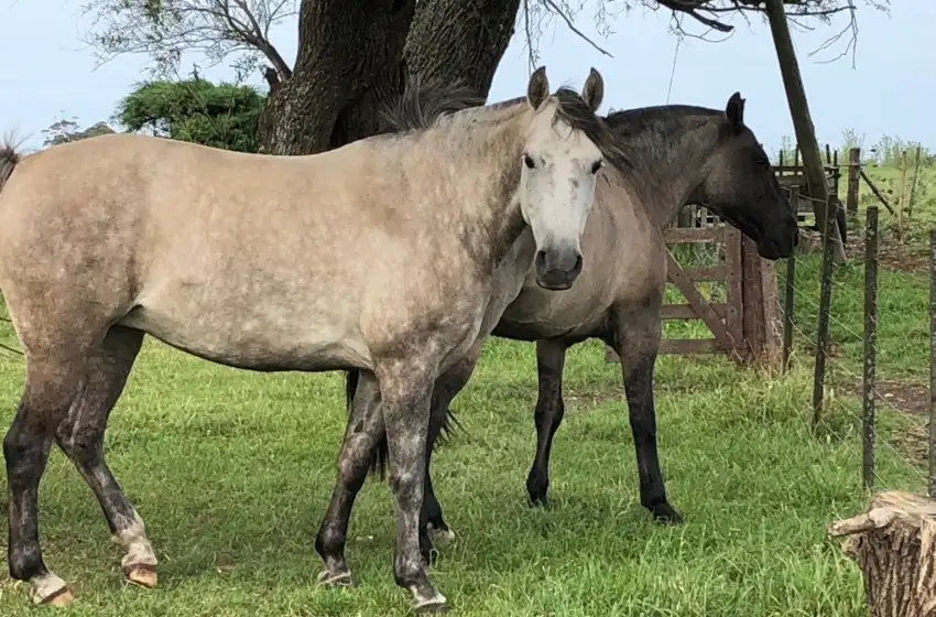 Balcarce registró en las últimas horas su primer caso de encefalomielitis equina