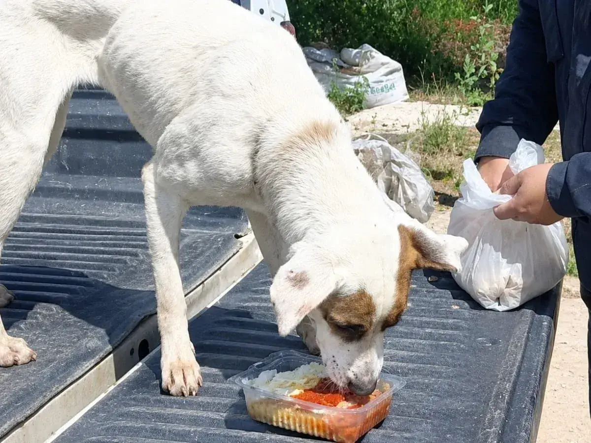PERRA CACHORRITA