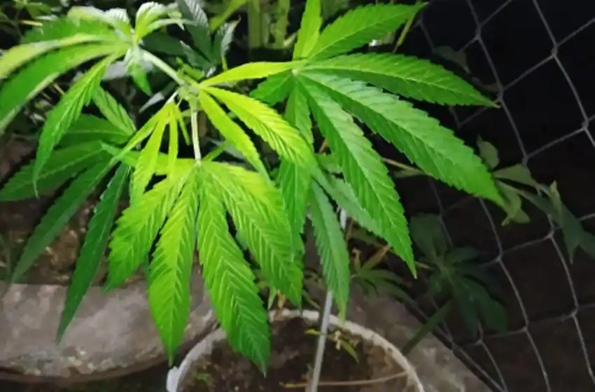 Detuvieron a un hombre que vendía marihuana en Coronel Vidal