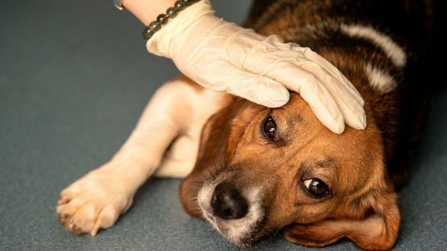 En el Día del Animal, buscaron conscientizar y generar empatía con los animales domésticos y silvestres