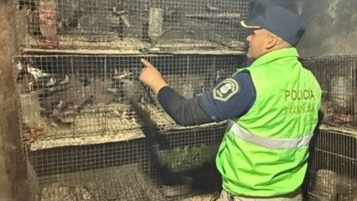 Se rescataron más de 300 animales de un cautiverio ilegal en La Plata