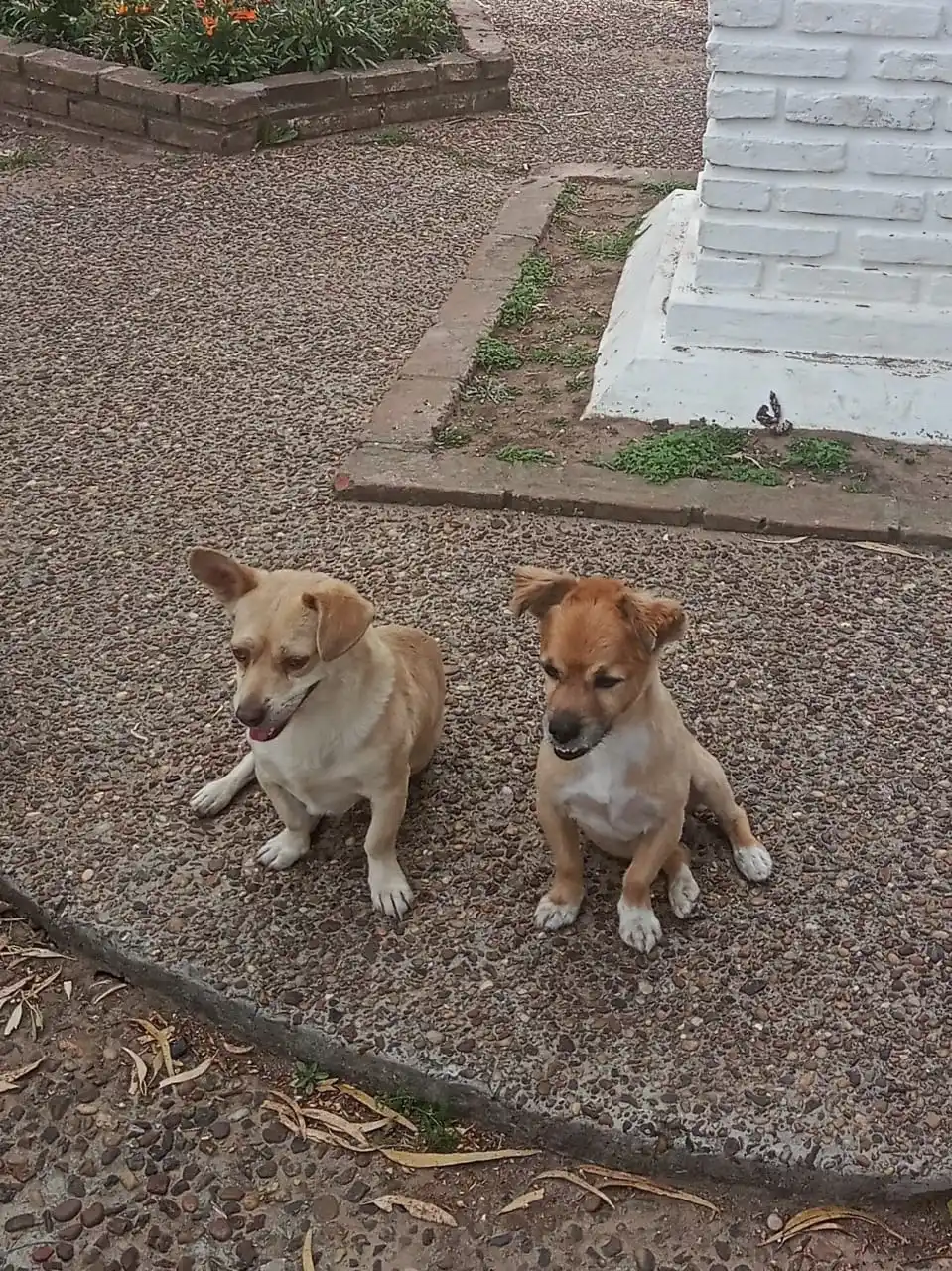 Se busca un perro perdido por la calle 9 de Julio