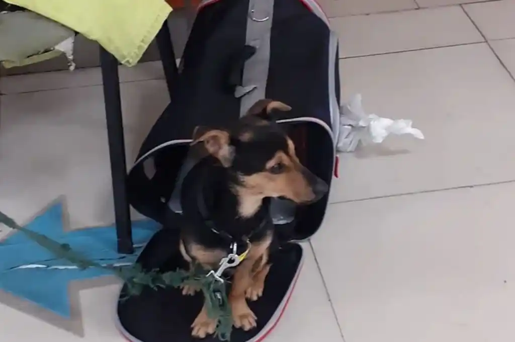 Coco no será deportado ni sacrificado: permanecerá en cuarentena y luego será devuelto a su familia