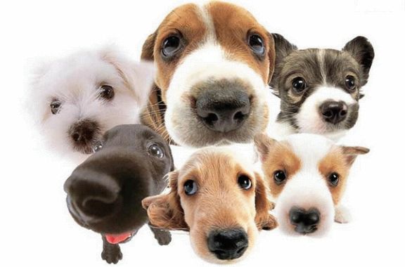 Demuestran que los perros entienden lo que hablamos