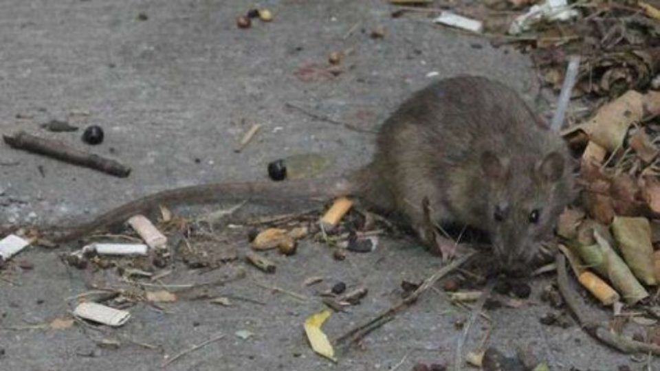 Alerta: muere un joven de 23 años por hantavirus en Bariloche