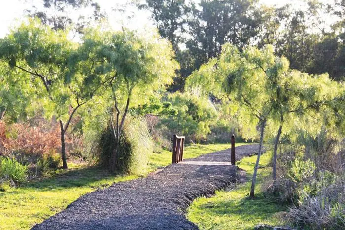 Continúa el plan  de reforestación  con plantas nativas