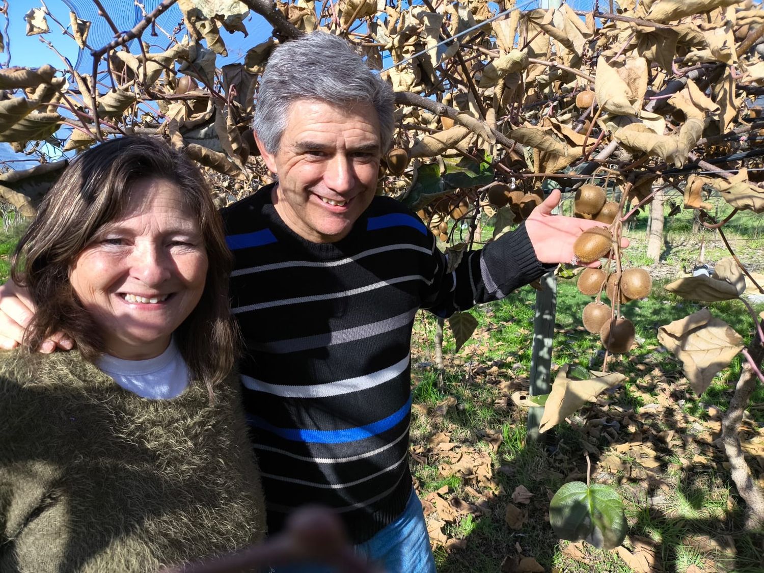 La producción comercial de kiwi escribe su historia serrana con la primera cosecha