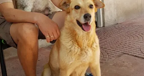 Buscan a Violeta