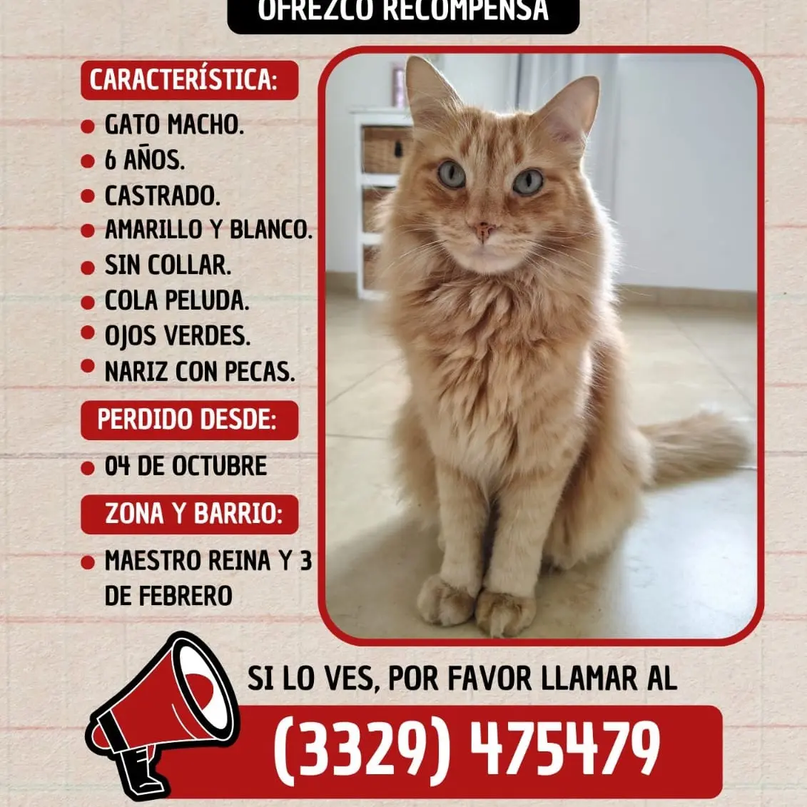 Dueños buscan a Cloe, un gatito perdido