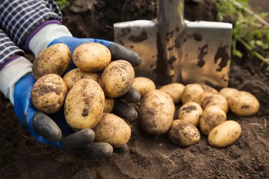 El INTA y un desarrollo de excelencia.