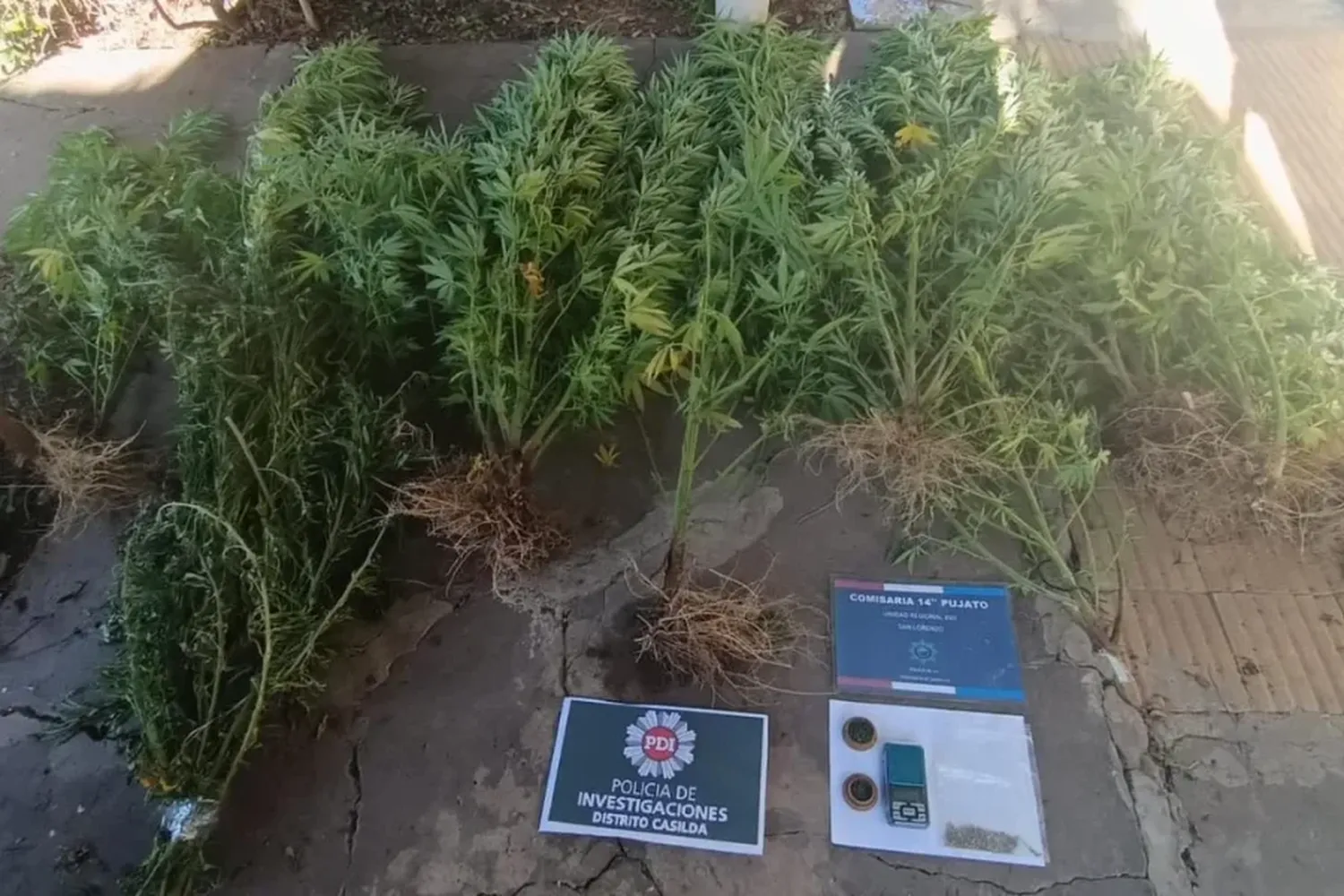 Allanamiento y secuestro de 13 plantas de marihuana