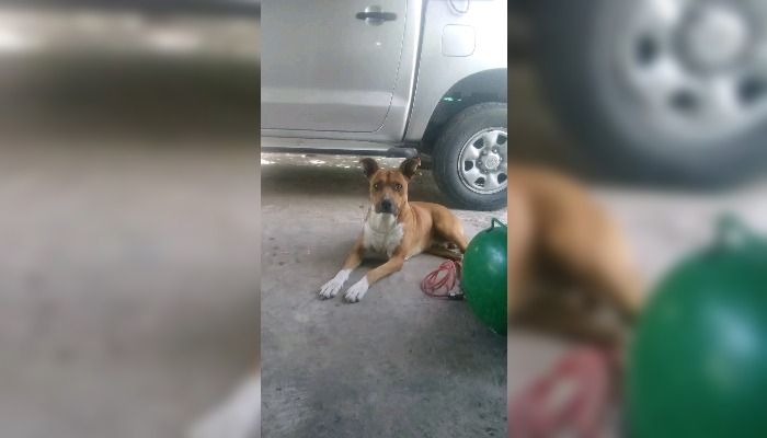 Se escapó Beto y lo buscan