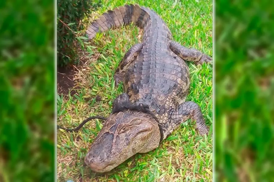 Salieron al patio y se encontraron un yacaré de dos metros y medio