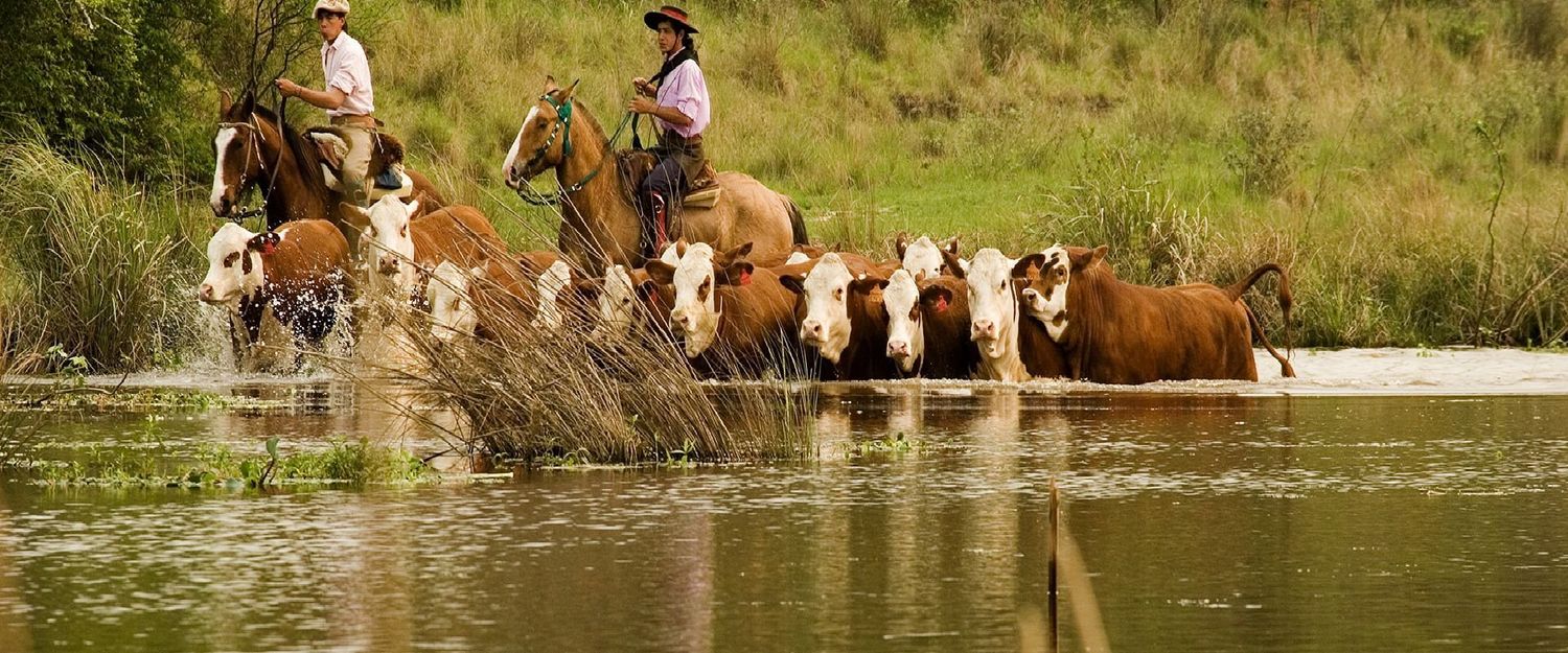 El 50 por ciento de la hacienda de la zona de islas ya fue trasladada