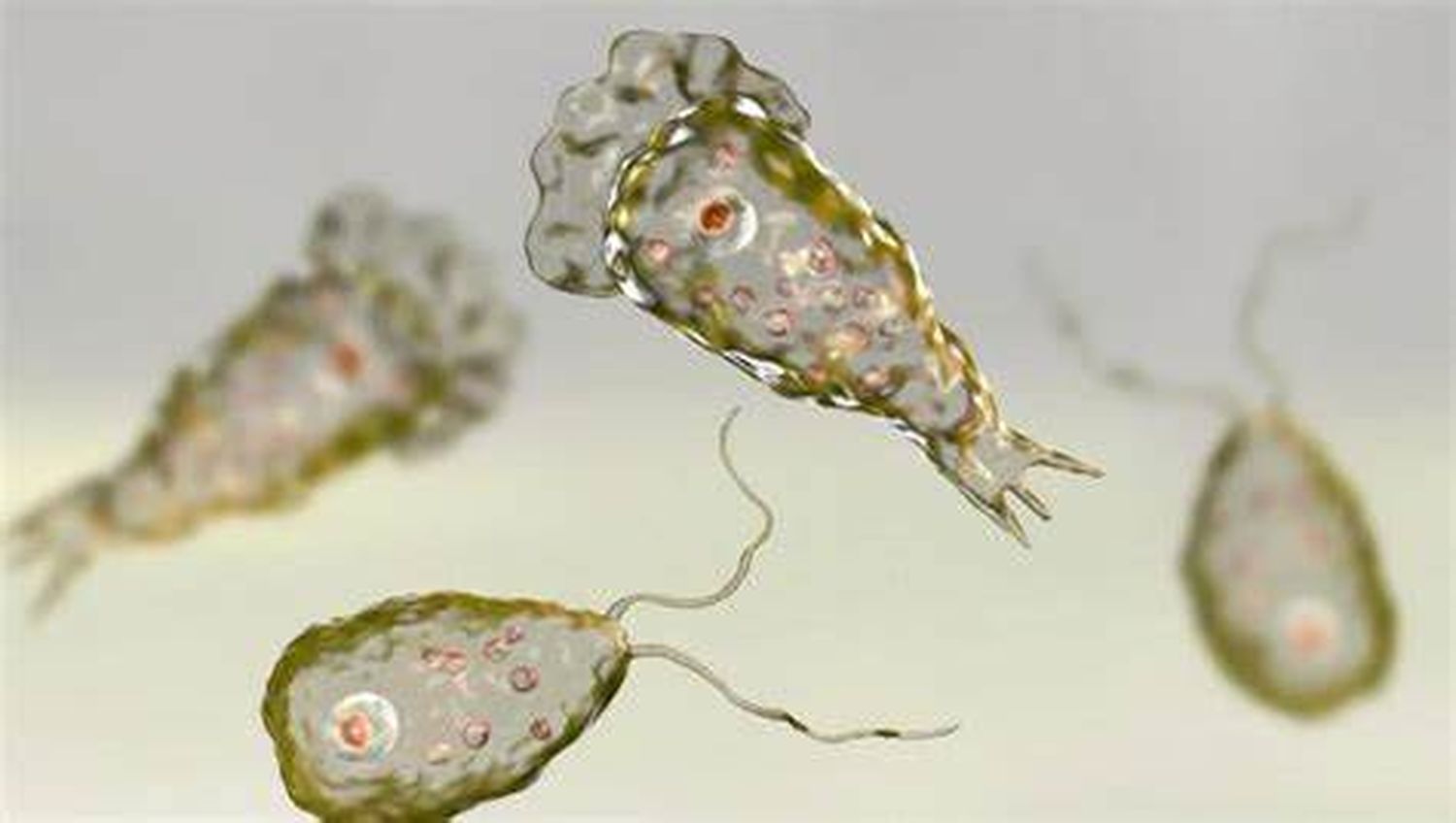 Un nene de 8 años murió luego de infectarse con la ameba “comecerebros” mientras nadaba en un río