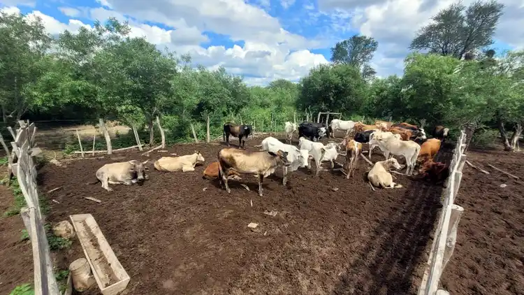 El Quebracho: secuestraron 32 vacunos ingresados ilegalmente desde Paraguay