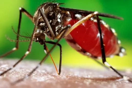 Una mujer fue la segunda víctima fatal del dengue en Buenos Aires durante 2020