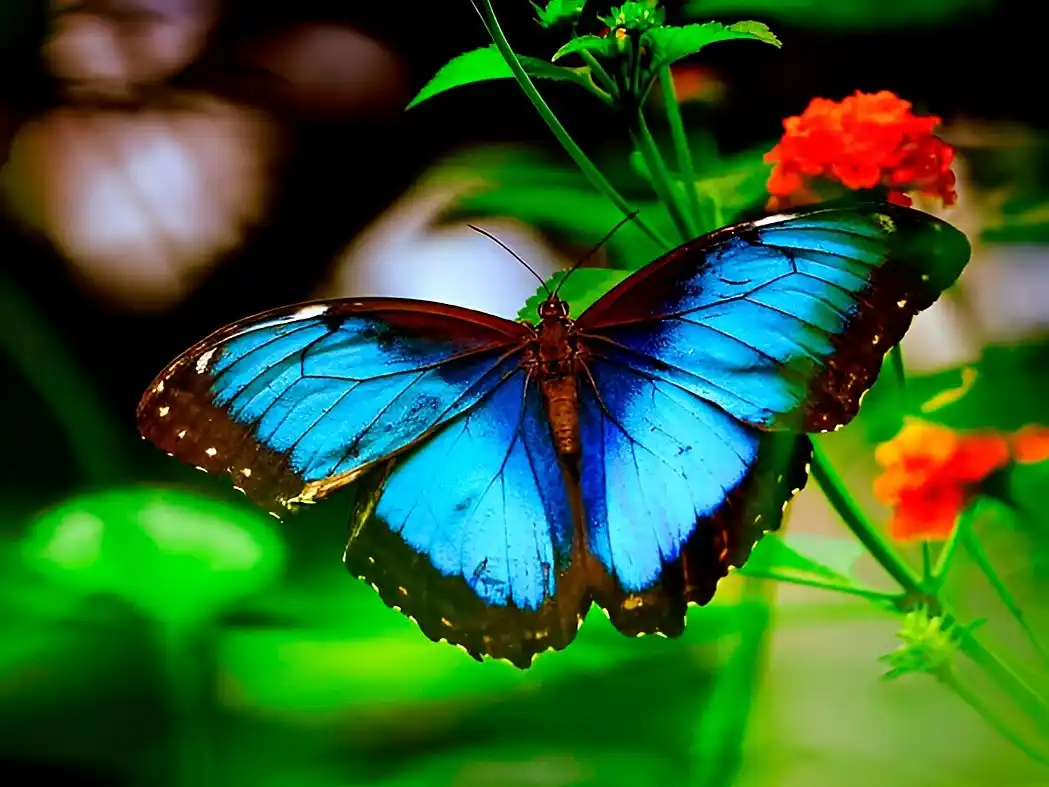 La mariposa azul