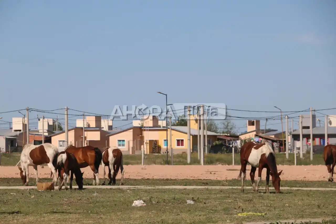 Caballos sueltos, la historia de nunca acabar y el peligro latente