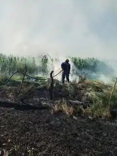 Se incendió un campo y tres dotaciones de bomberos sofocaron las llamas