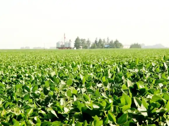 Diputados buscan regular la aplicación de fitosanitarios con estándares ambientales