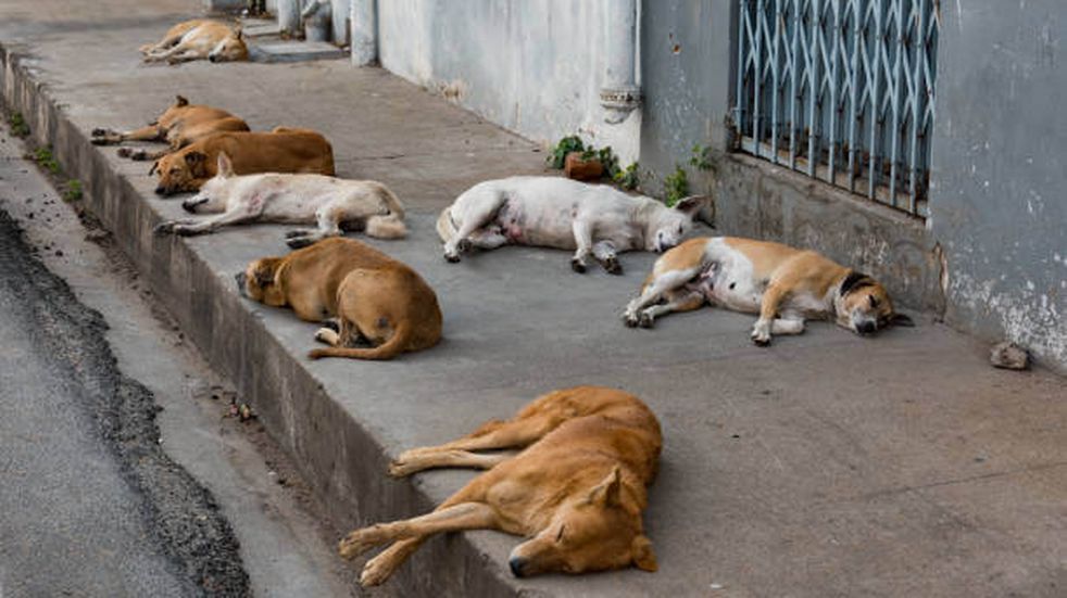 Polémica: un municipio propone sacrificar a perros callejeros que no sean adoptados