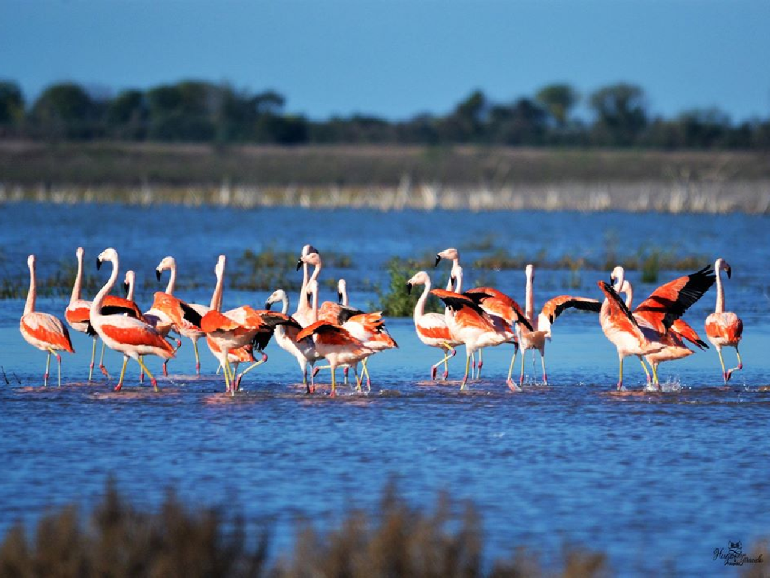 Más de 300 mil flamencos tienen como “hogar” a la Laguna de Mar Chiquita