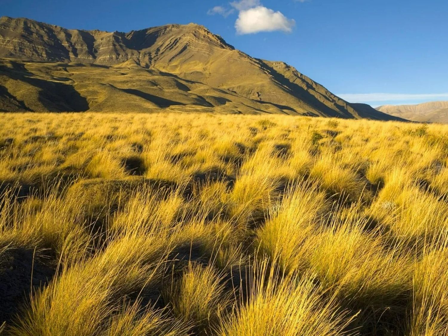 Pastizales y sabanas: la defensa natural del planeta contra la sequía