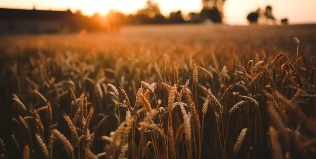 Pronóstico agroclimático: semana con lluvias irregulares y fuertes contrastes térmicos en el país