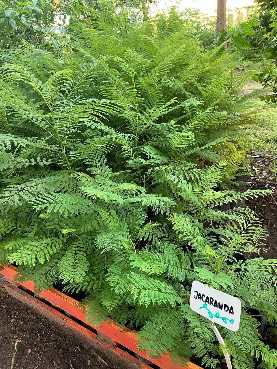 Vivero departamental