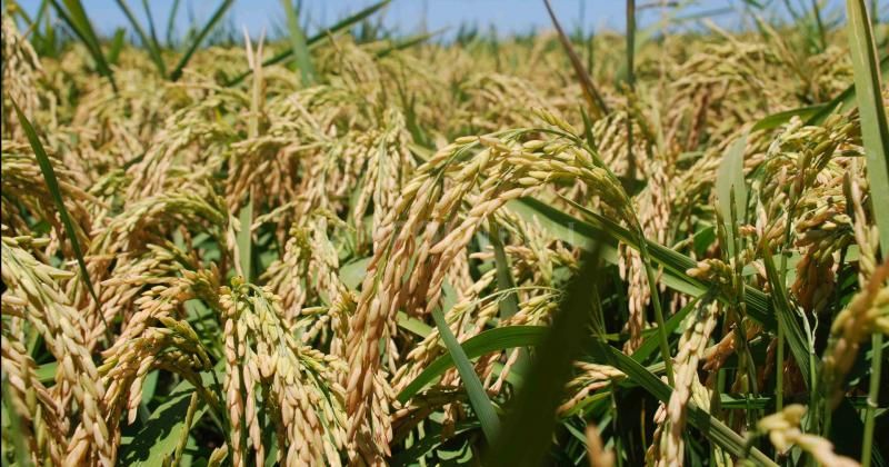 Fortuna petizo, el nuevo arroz desarrollado en San Javier