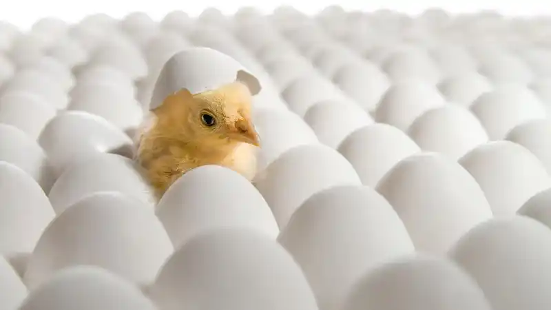 pollo3