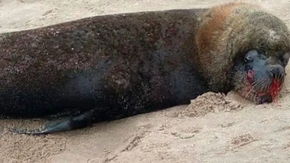 Preocupación en Mar del Plata por un lobo marino que fue encontrado con fuertes golpes en el cráneo
