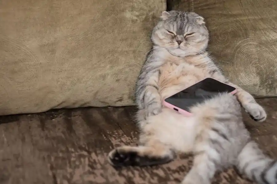 ¿Te gustaría saber lo que dice tu gato? Una app le promete a sus usuarios traducir los maullidos de los felinos