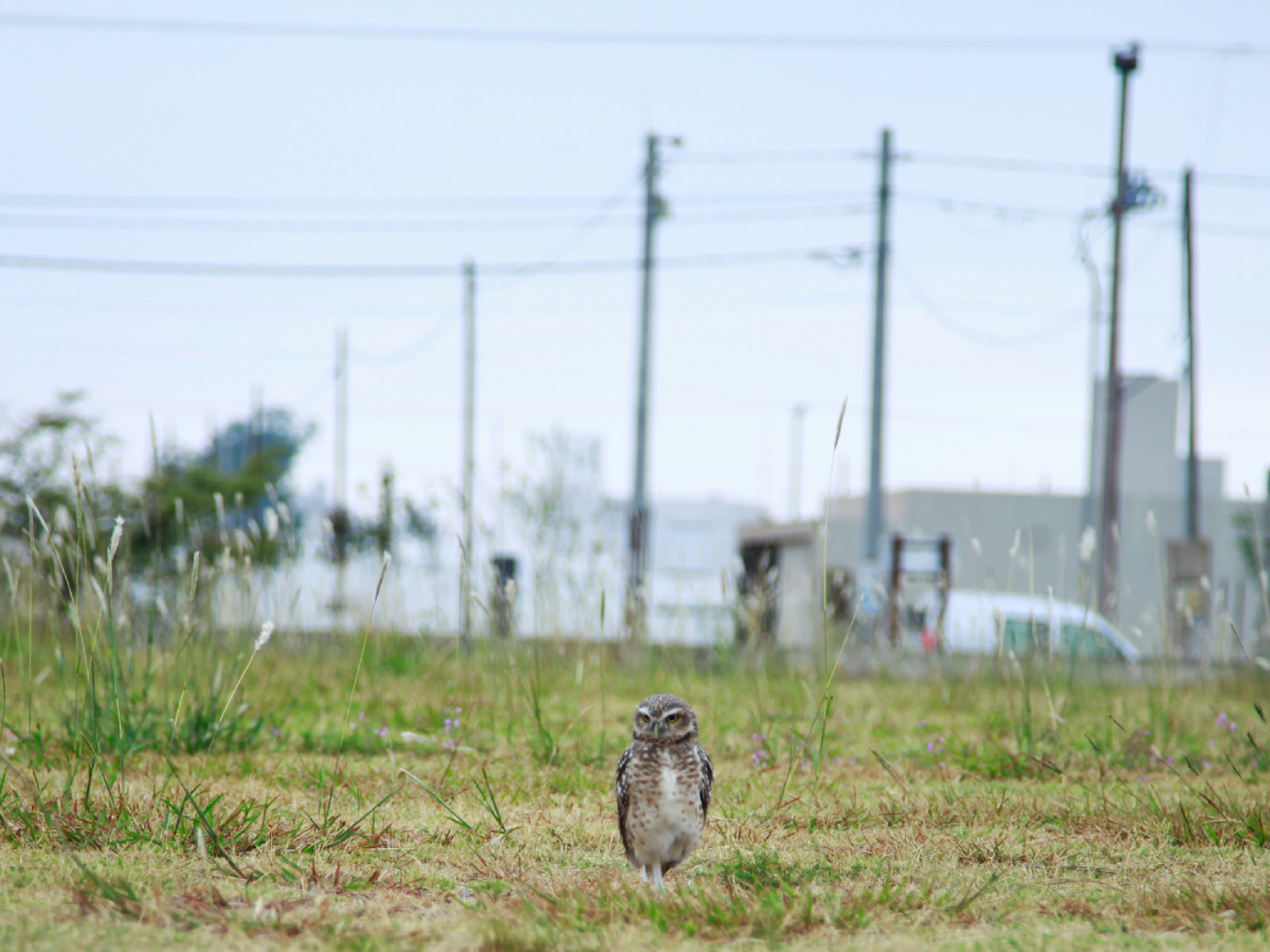 Tiradores, un riesgo para los animales silvestres de la ciudad