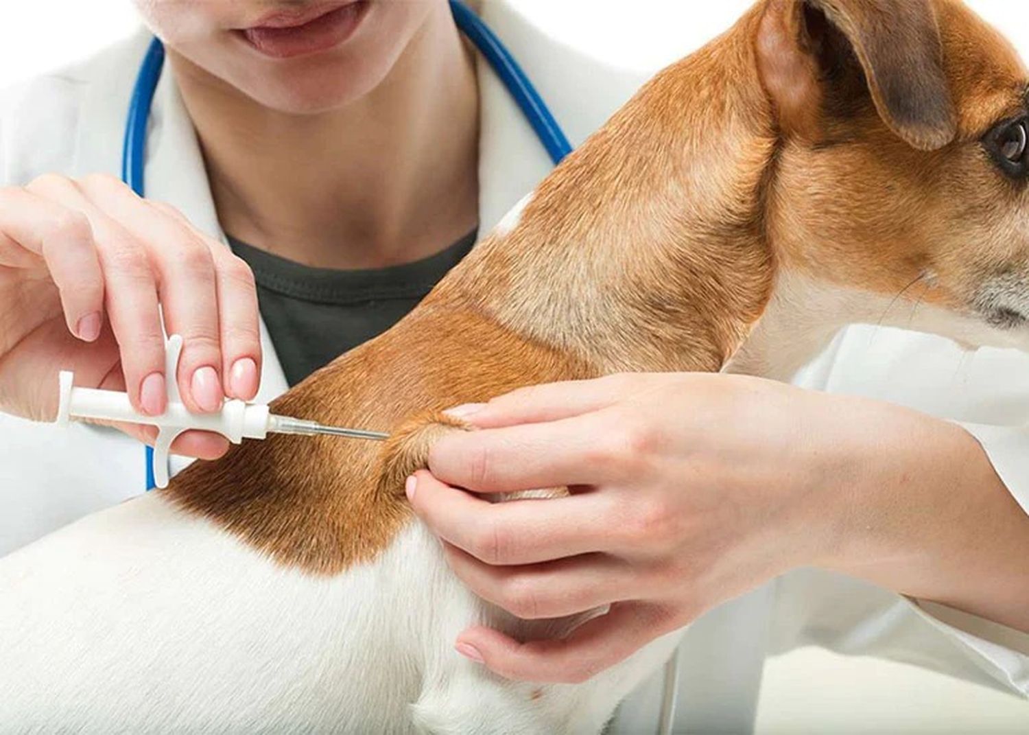Avanza la iniciativa para que todas las mascotas de 9 de julio tengan su chip identificador