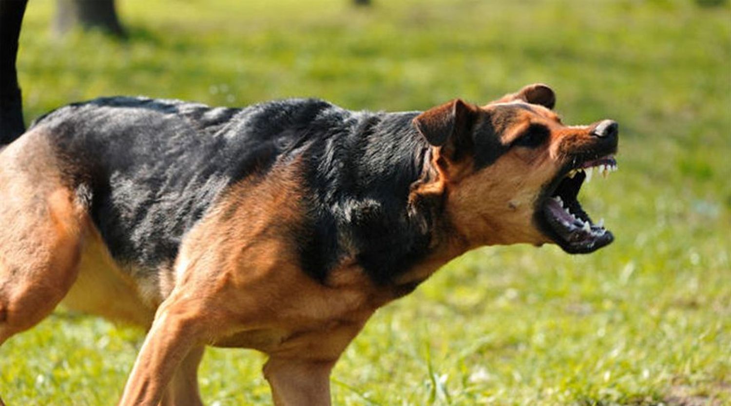 Preocupa el aumento de ataques  de perros en las calles de Venado